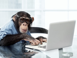 Just give me* some time and I'll get you some copy! (*For the record, this is not actually a monkey; it's a chimpanzee. It's the best we could do, under the circumstances.)